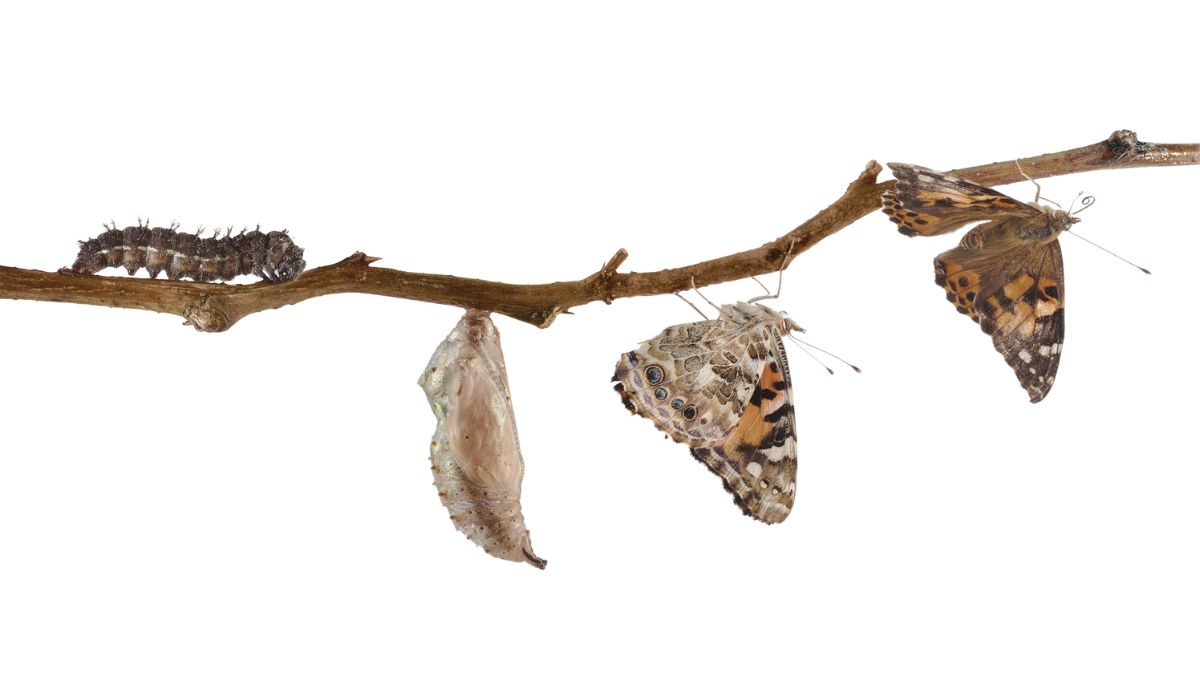 Mariposa